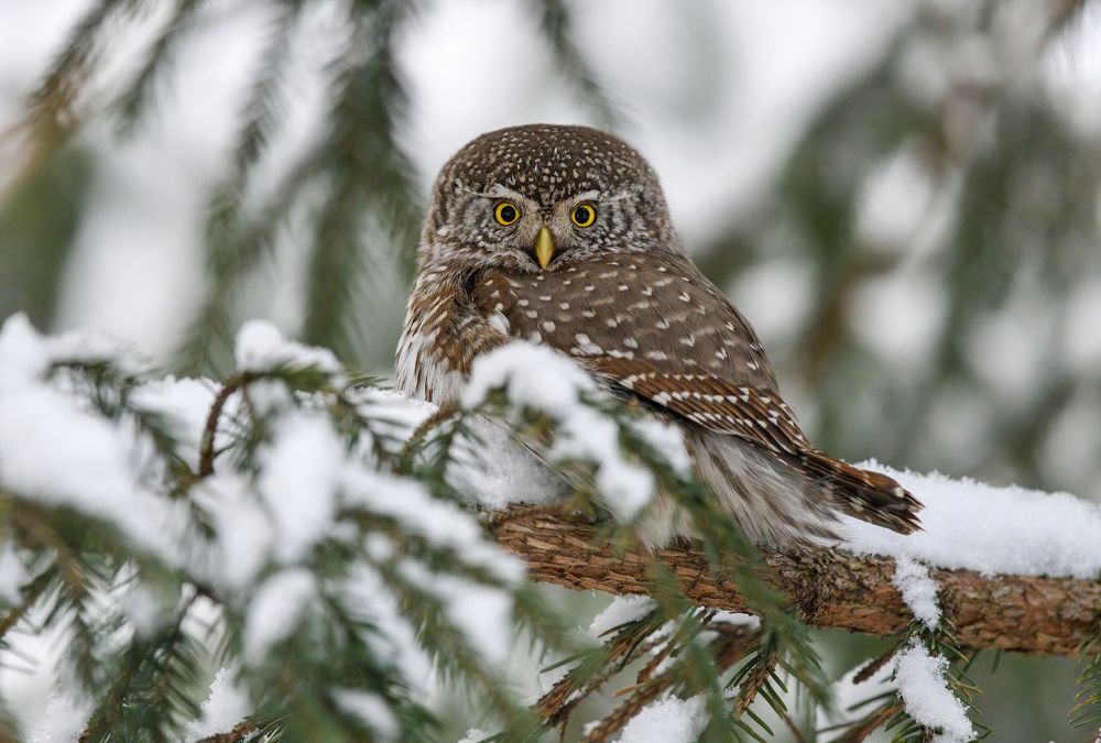 В заснеженных лапах ели