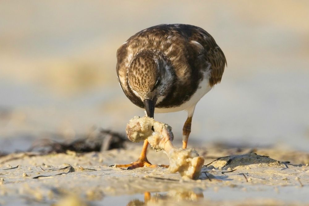 Фотография автора Niranjan Acharya