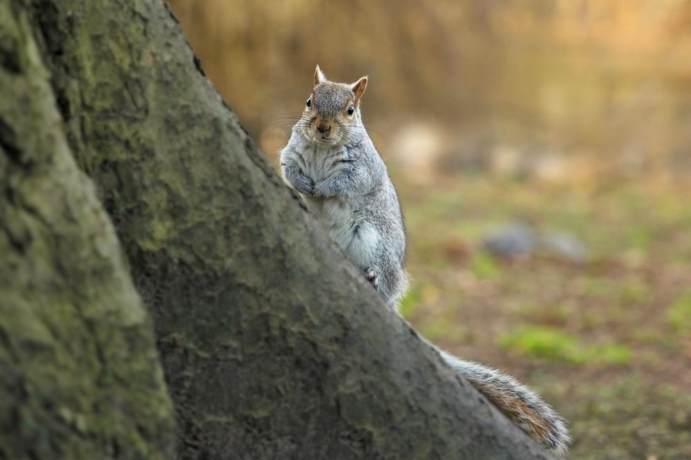 Фотография автора Niranjan Acharya