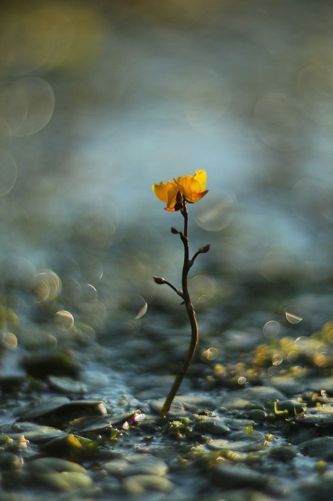 Photograph by Елена