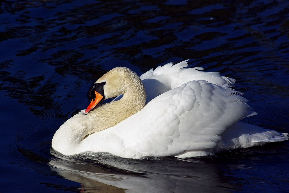 Photograph by Лилия Потравнова