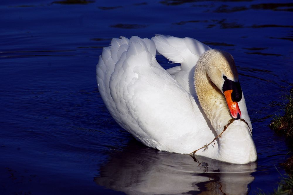 Photograph by Лилия Потравнова