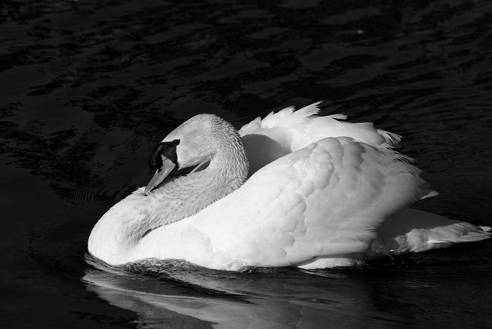 Photograph by Лилия Потравнова