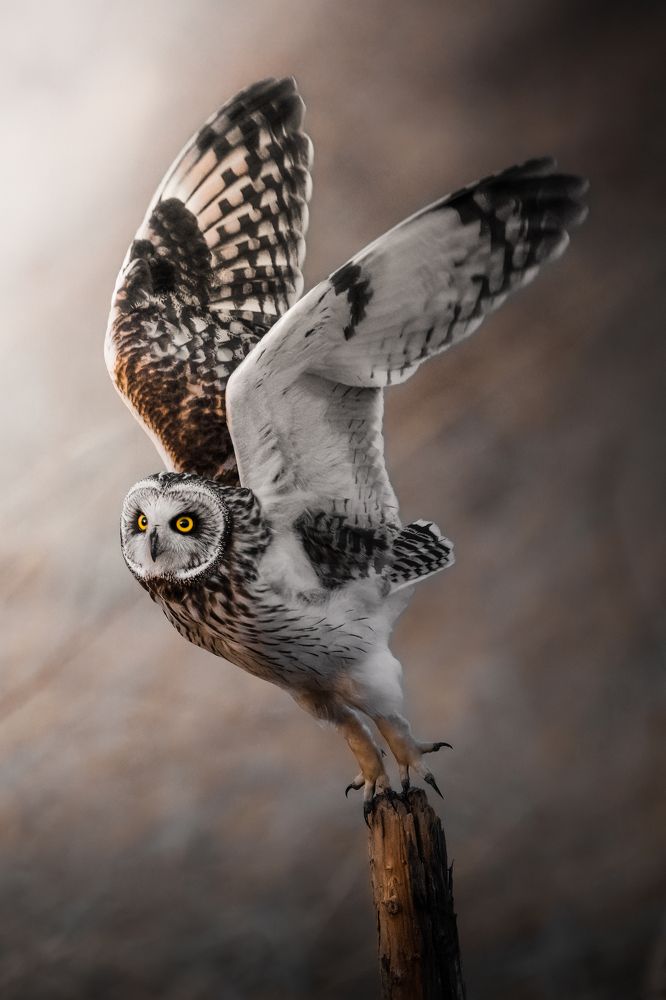 Photograph by Matsubara Hiroki