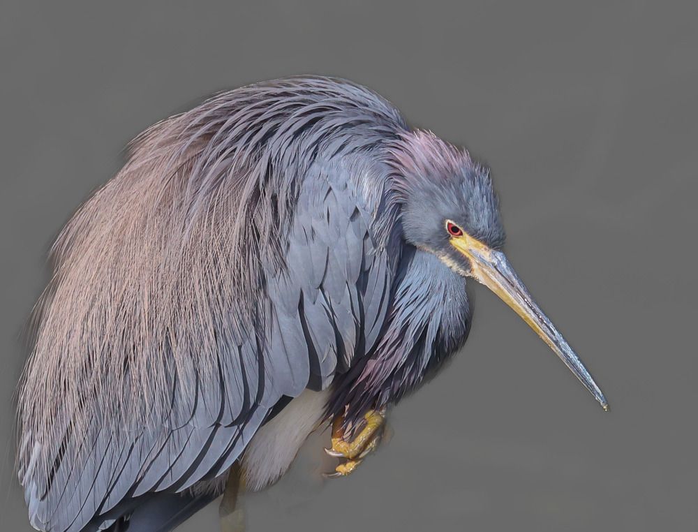 Photograph by Ambi Puvi