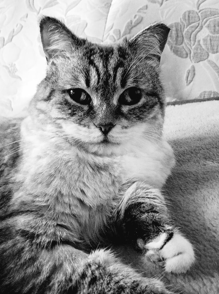 Photograph by Ирина Синягина