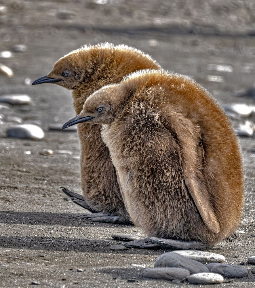 Фотография автора andrey gagarin