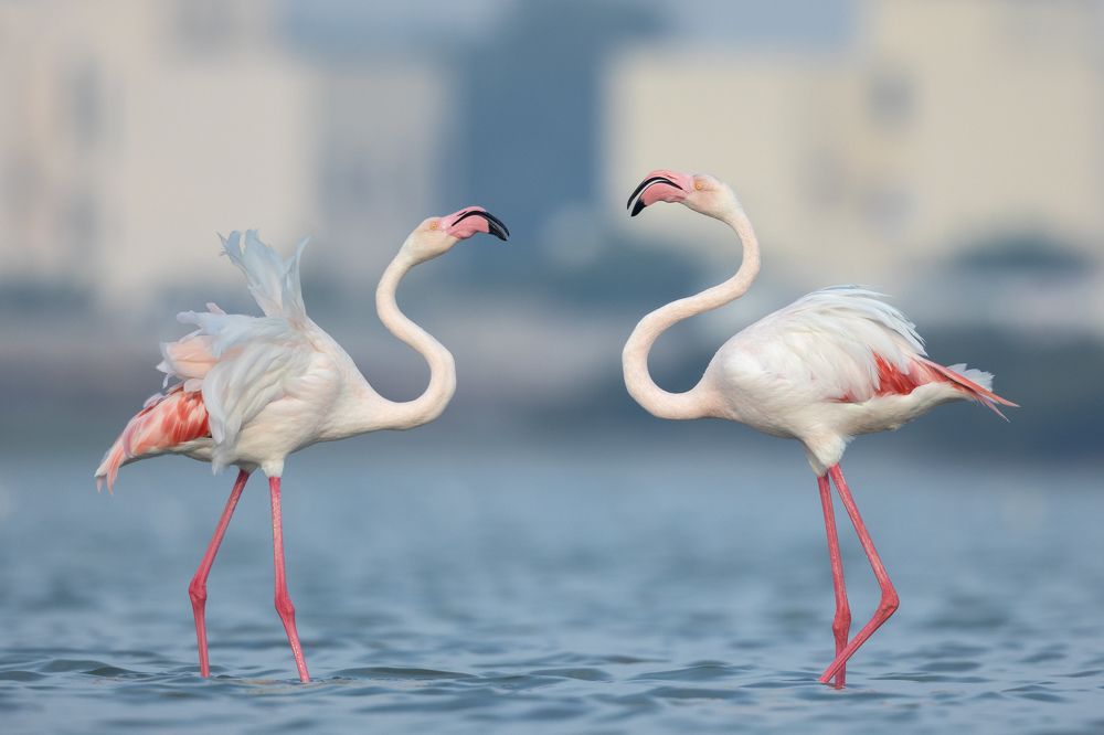 Фотография автора Niranjan Acharya