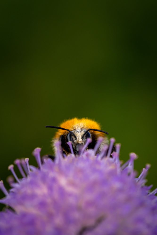 Photograph by Алан Гасымов