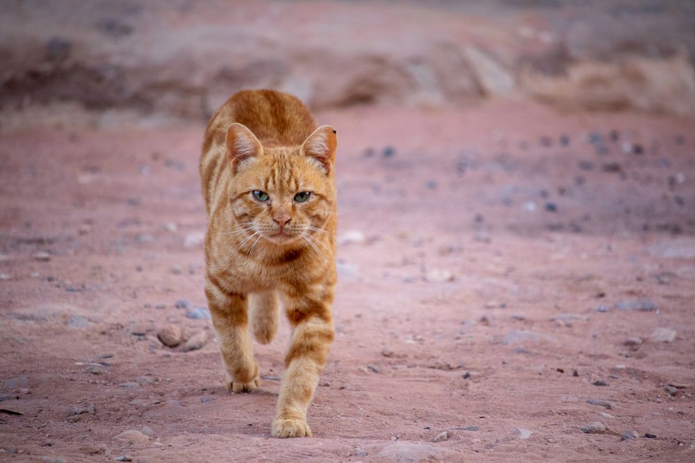 Photograph by عبد قاسم عبدالجليل