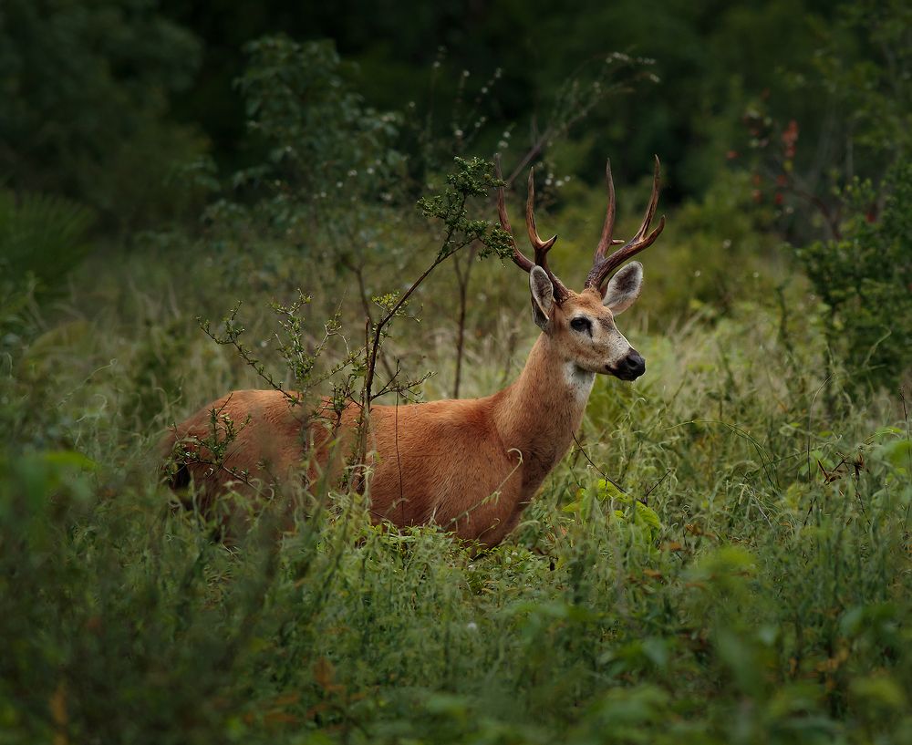 Photograph by Valdir Hobus