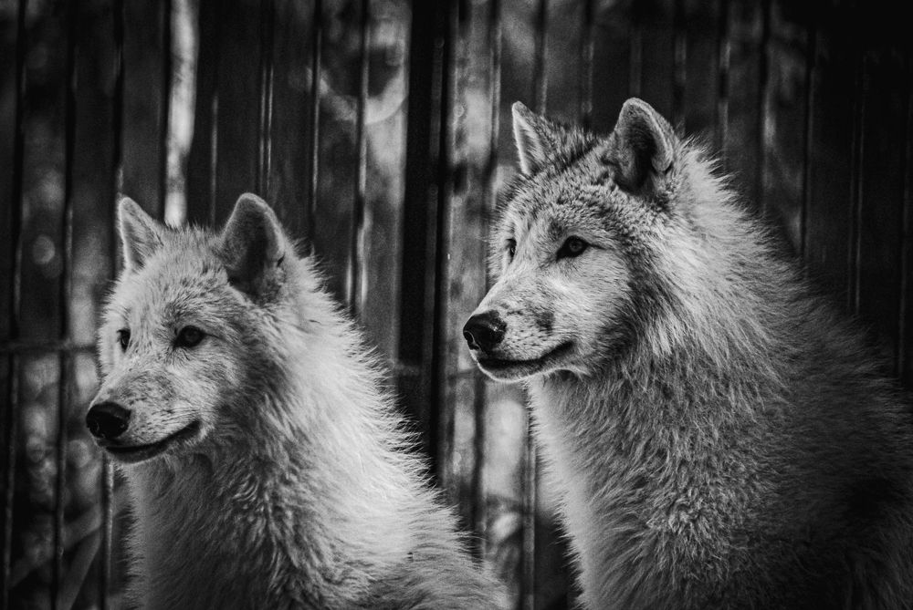 Photograph by Елена Берсенёва