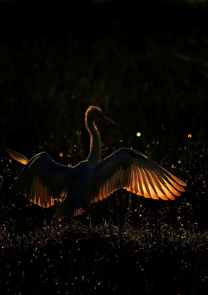 Photograph by George S George