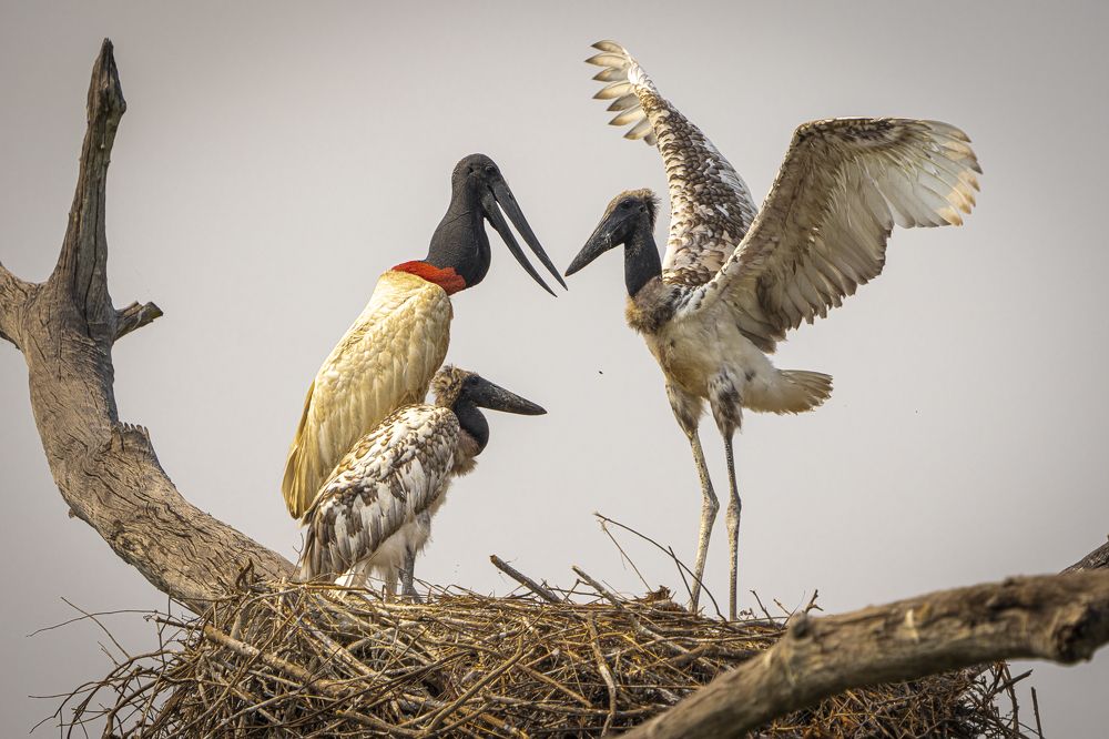 Photograph by Alberto Camardiel