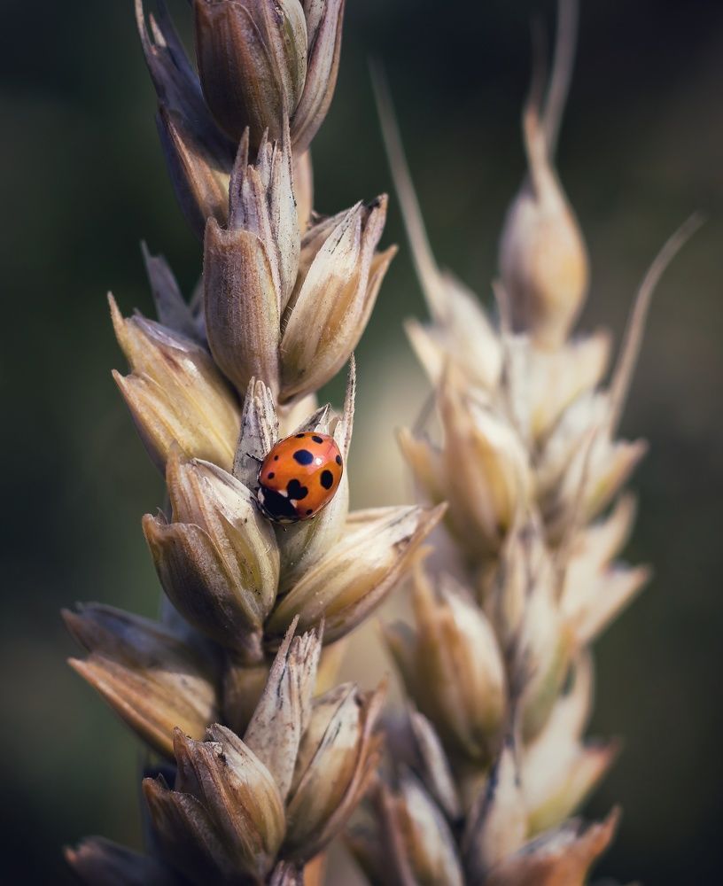 Photograph by Ольга Саенко