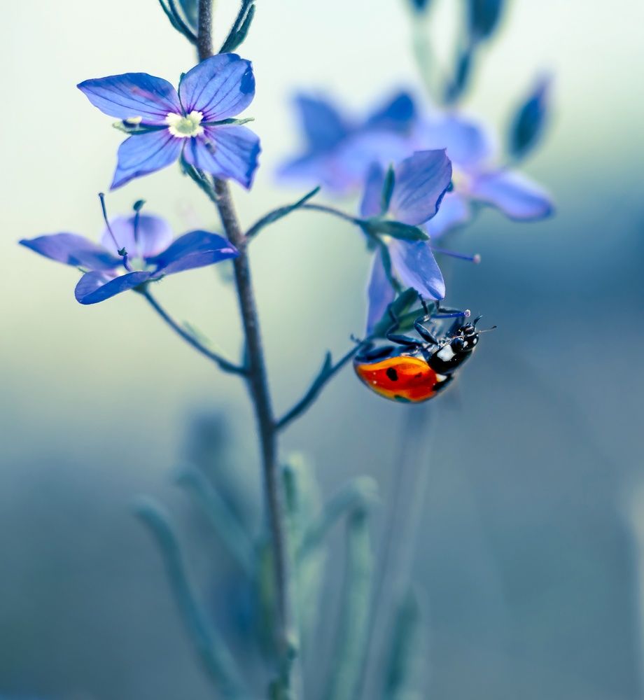 Photograph by Ольга Саенко