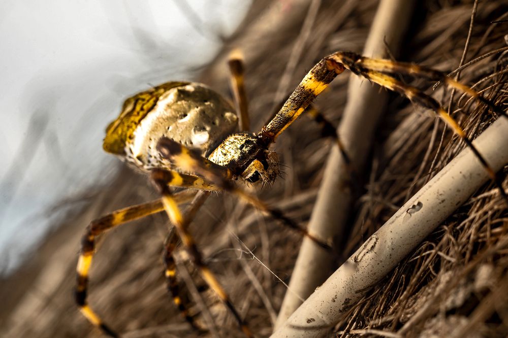 Фотография автора Rodolfo Pimentel