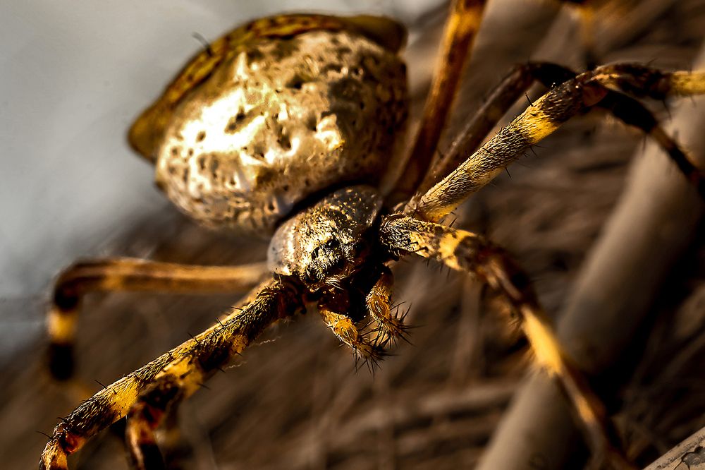 Фотография автора Rodolfo Pimentel