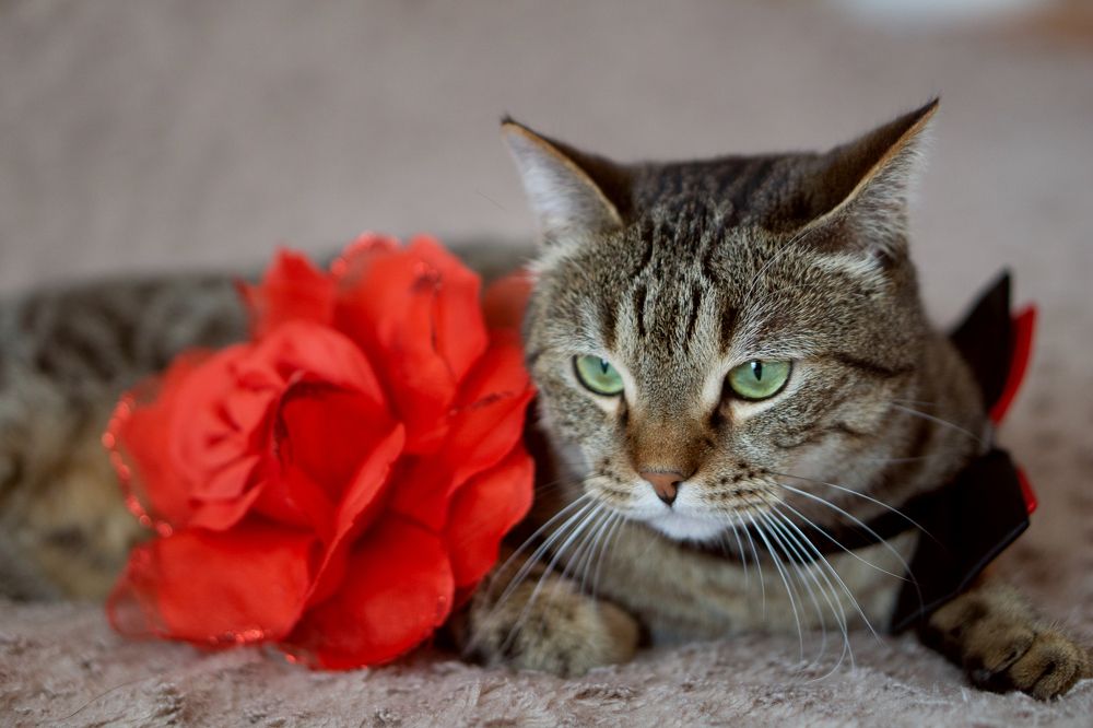 Photograph by Анна Гриневич