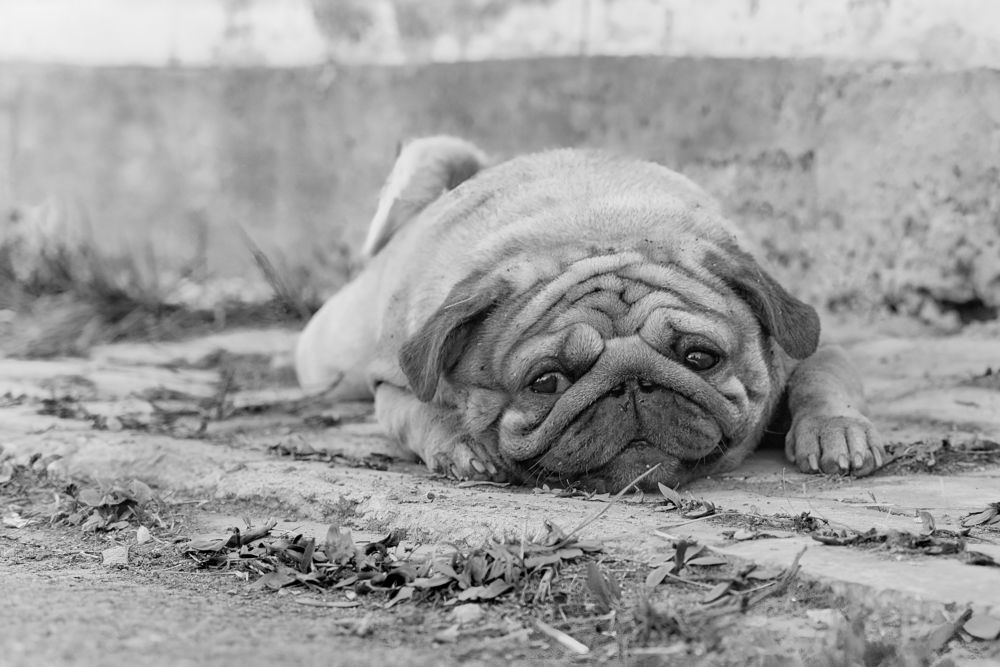 Photograph by Елена Невидимова