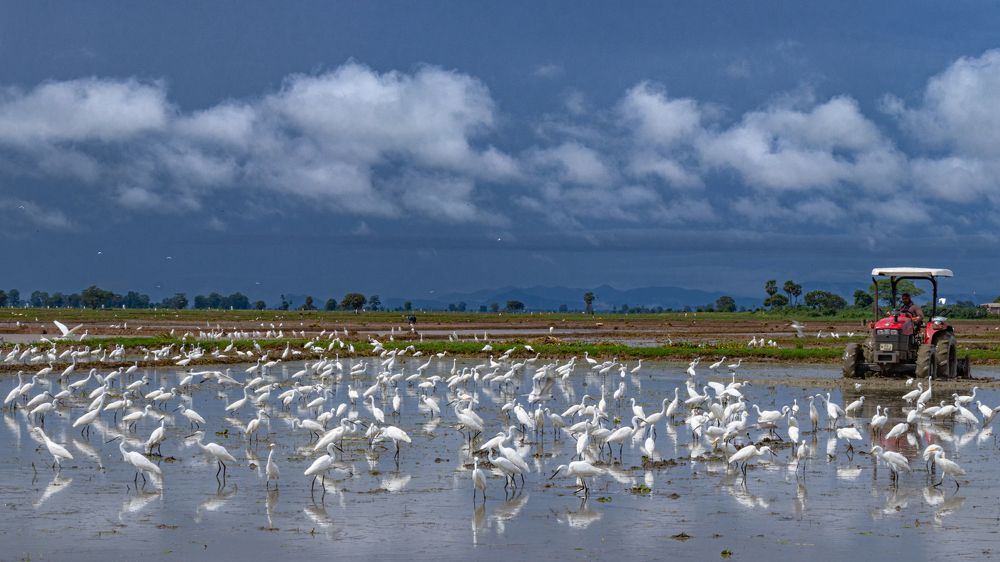 great egrets seeding