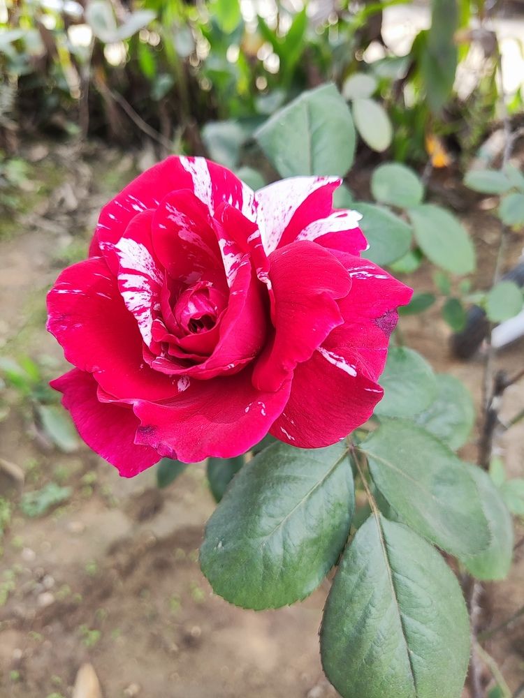 Photograph by Rupanjan Dasgupta