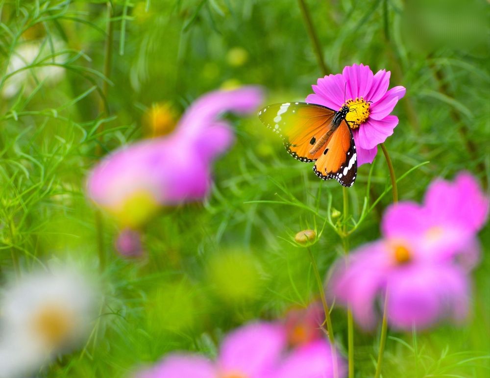 Plain Tiger butterfly with Cosmos flower