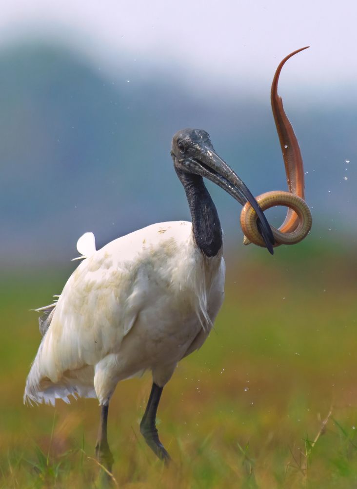 Фотография автора Arnab Biswas