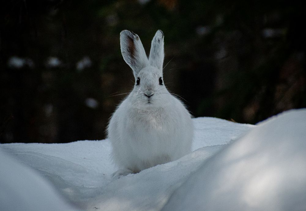 Snowshoe hare