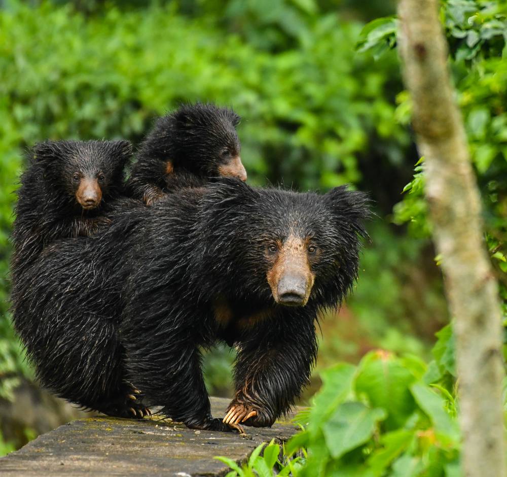 Photograph by Balaji Balaji