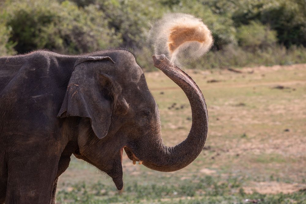 Photograph by Sudara Sansali De Silva