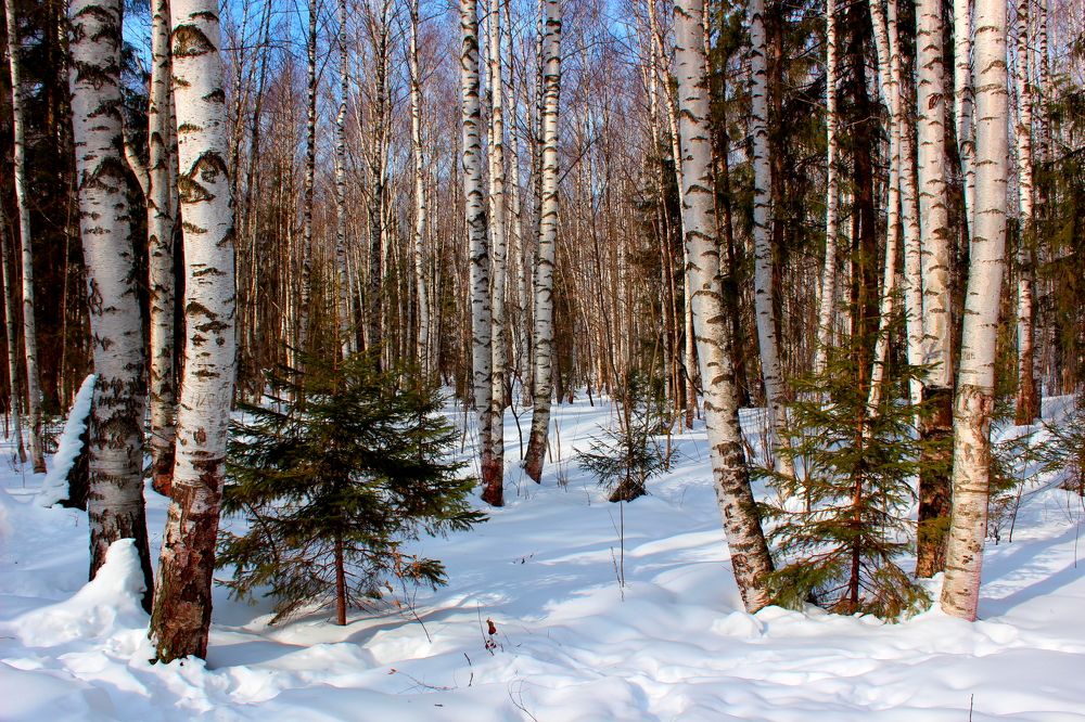 Photograph by салим насыпов