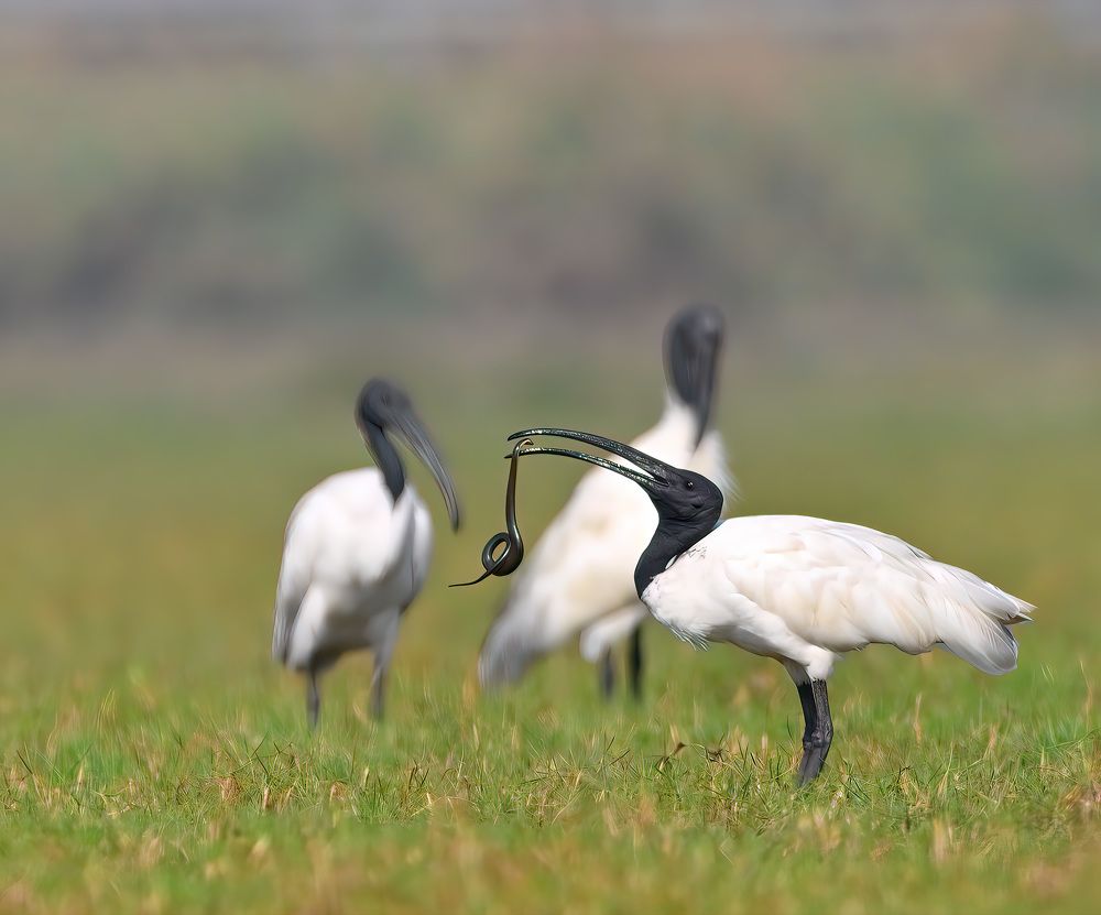 Photograph by Abhishek Manna