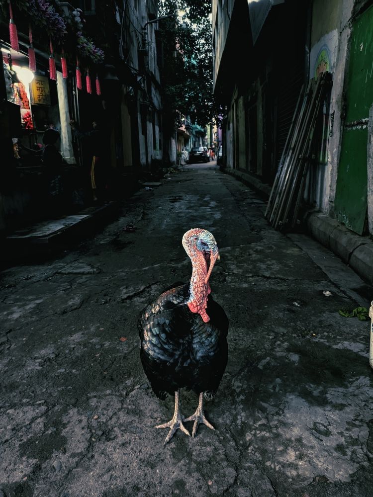 Photograph by Soukhik Sarkar