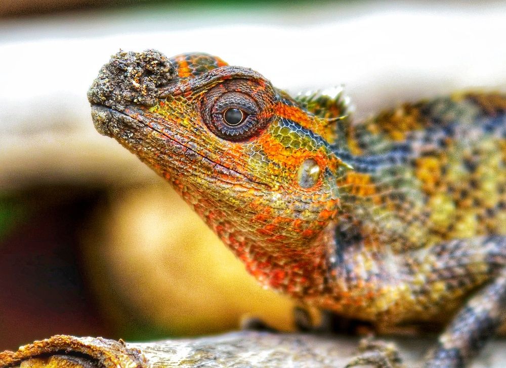 Photograph by Vishal Parmar