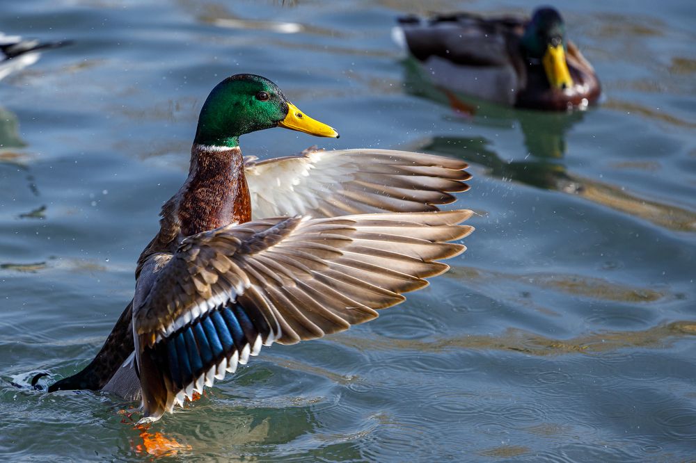 Photograph by Dmitry