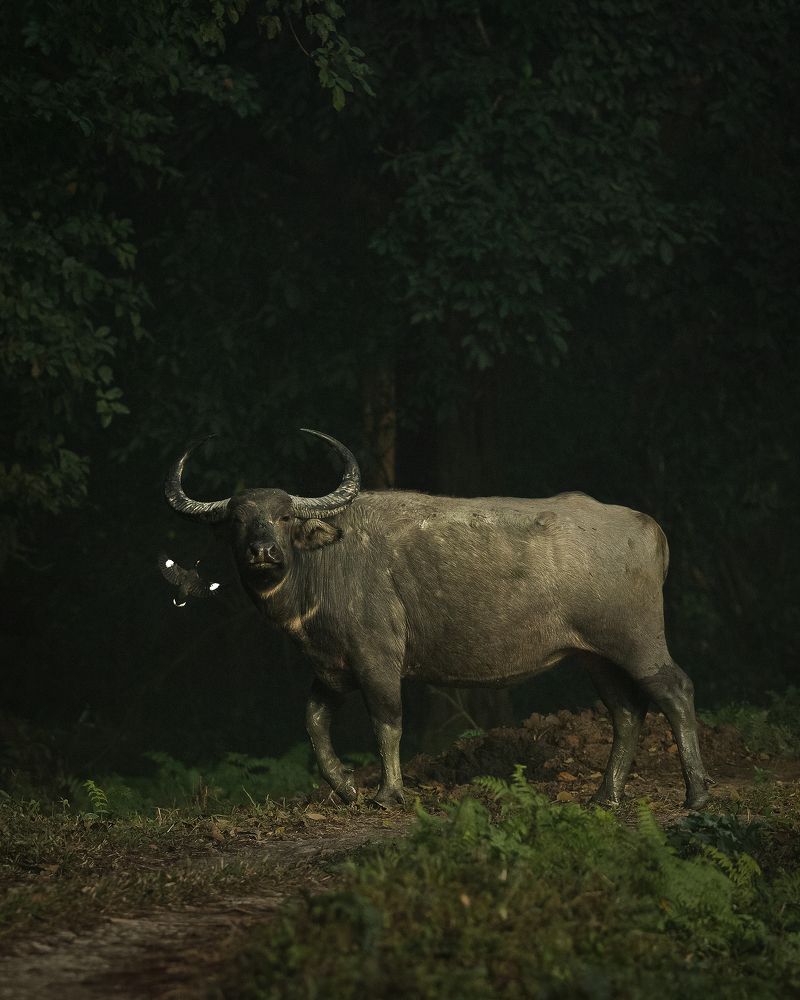 Photograph by Arpan Uzir