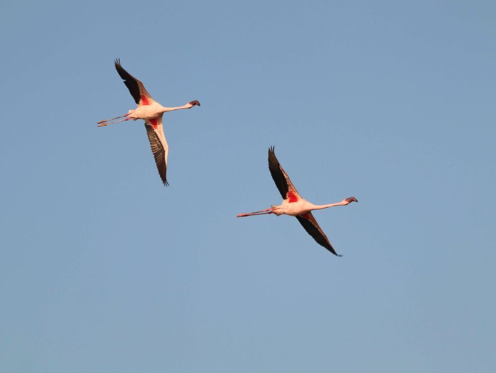 The lesser flamingos