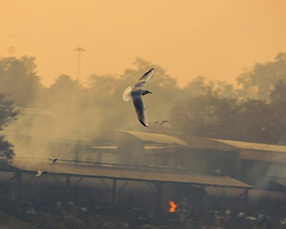 Photograph by Sreevith Penti