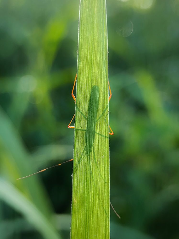 Photograph by royke kainde