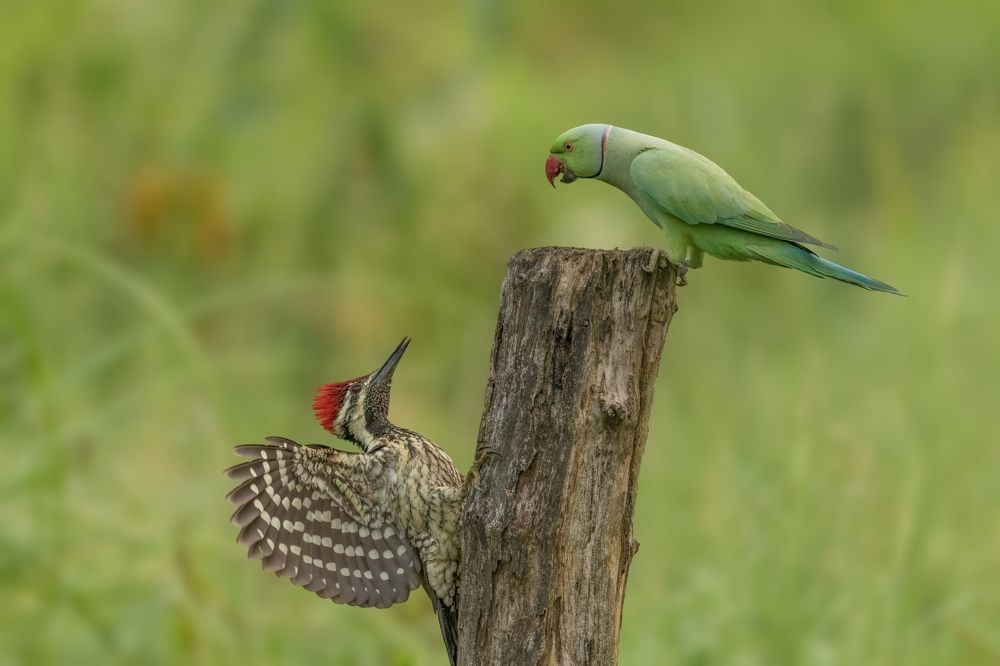 Photograph by Sushmeet Kathuria