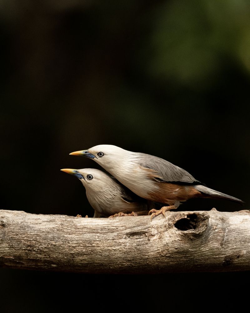 Photograph by Sushmeet Kathuria