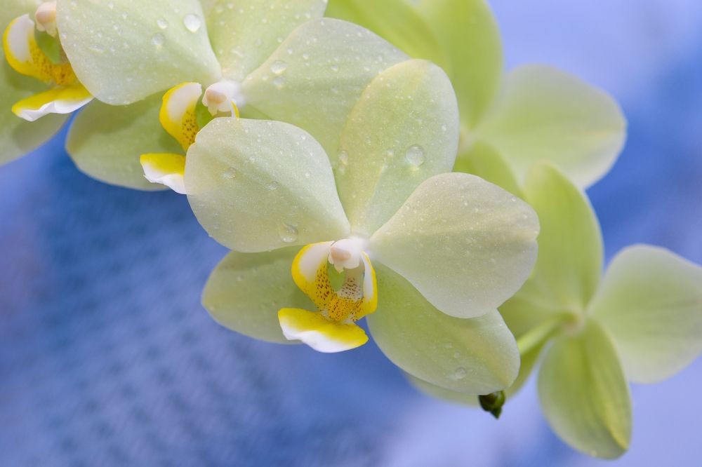 Photograph by Елена Иванова