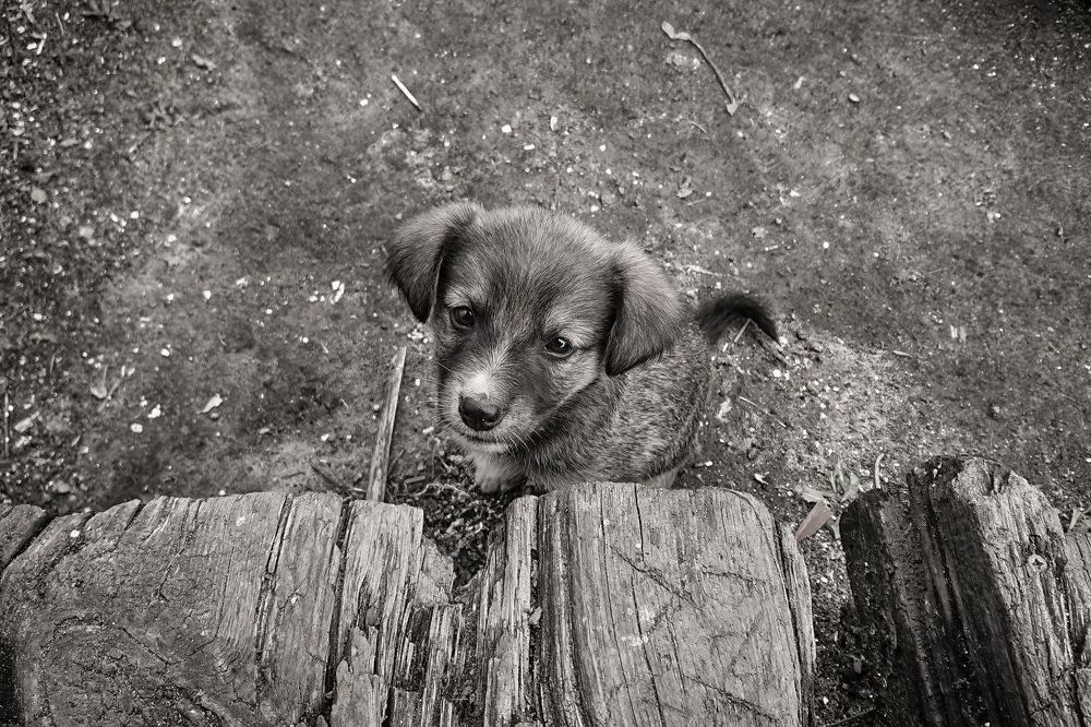 Photograph by Юрий Шарымов