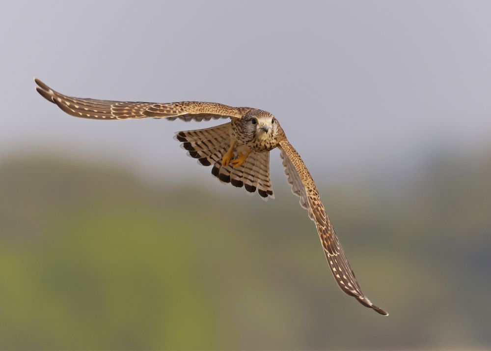 Photograph by Partha Sarkar