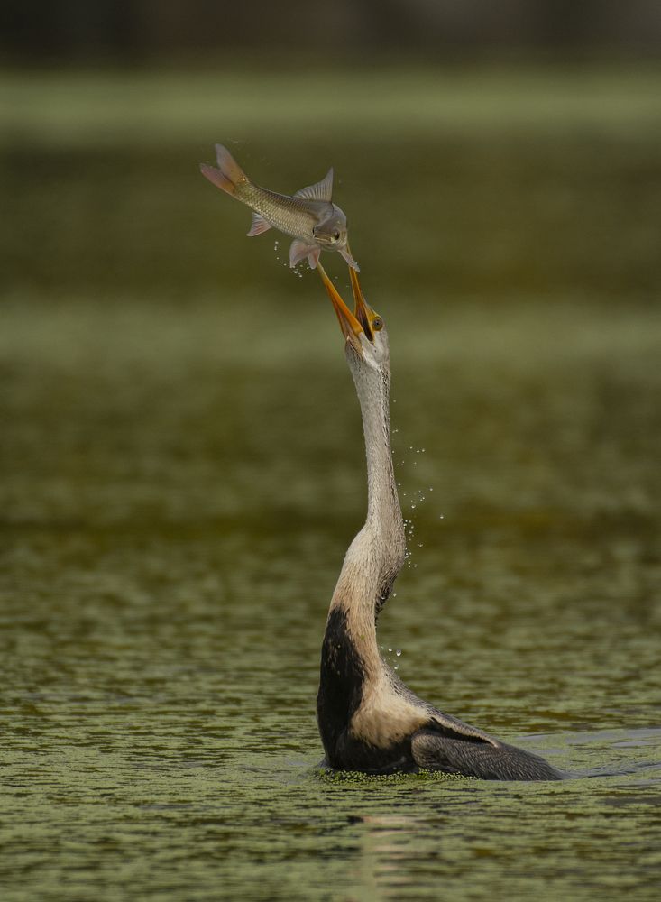Photograph by Rupesh Shewale