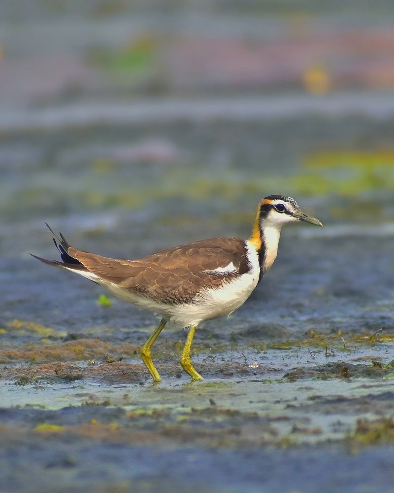 Photograph by SAIKAT PAL