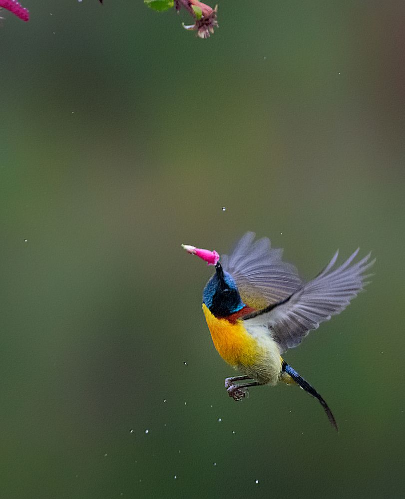 Photograph by Bibhas Deb