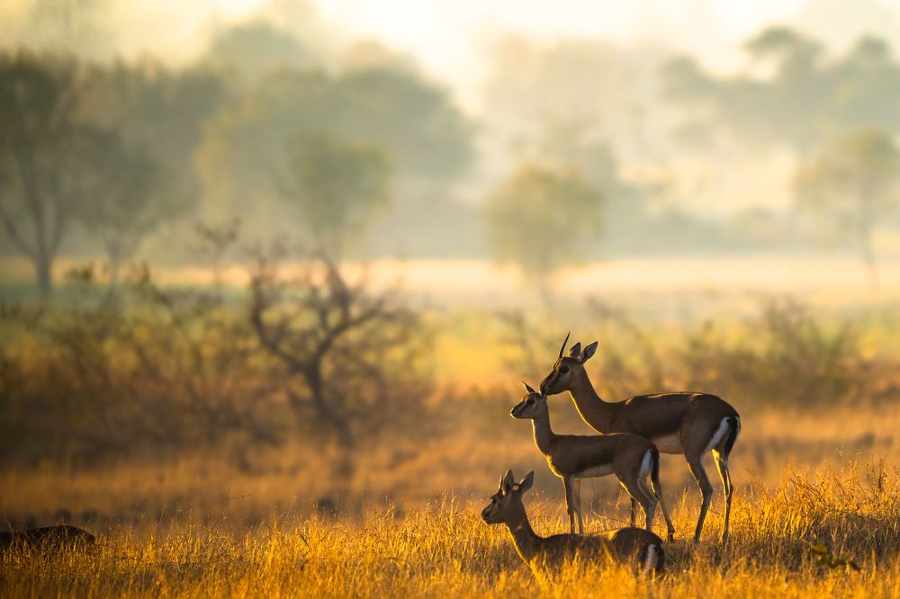 Photograph by Tushar Chindarkar