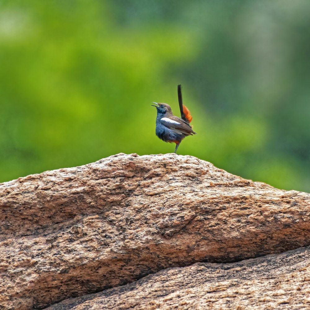 Photograph by Avijit Mondal